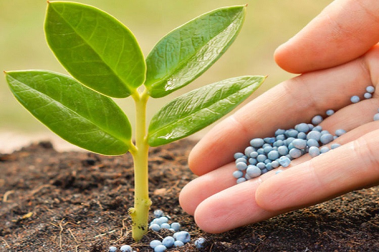 Fertilizers